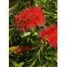 CALLISTEMON rigidus