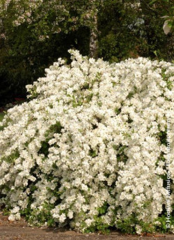 EXOCHORDA macrantha THE BRIDE