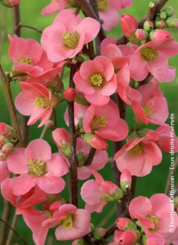 CHAENOMELES speciosa EXIMIA