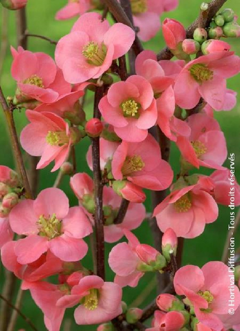 CHAENOMELES speciosa EXIMIA