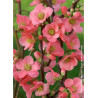 CHAENOMELES speciosa EXIMIA