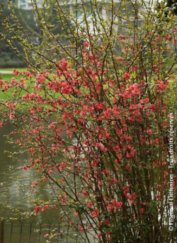 CHAENOMELES speciosa EXIMIA