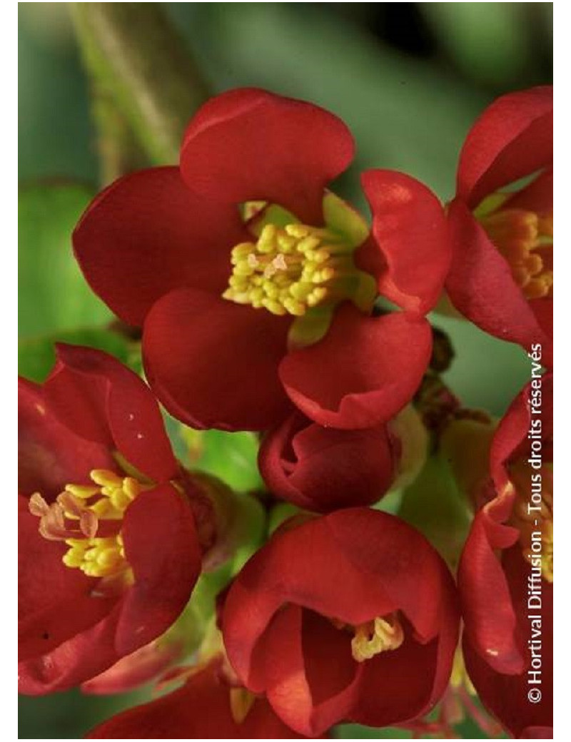 CHAENOMELES speciosa HOT FIRE