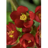 CHAENOMELES speciosa HOT FIRE