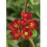 CHAENOMELES speciosa HOT FIRE