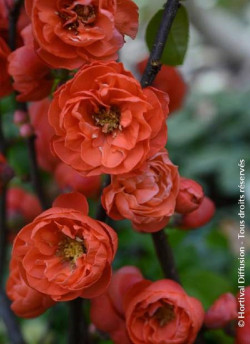 CHAENOMELES speciosa MANGO STORM