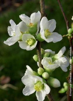 CHAENOMELES speciosa NIVALIS