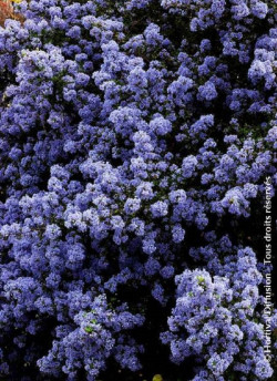 CEANOTHUS impressus PUGET BLUE
