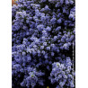 CEANOTHUS impressus PUGET BLUE