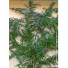 CEANOTHUS impressus PUGET BLUE