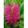 CALLISTEMON viminalis HOT PINK