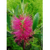 CALLISTEMON viminalis HOT PINK
