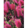 CALLISTEMON viminalis HOT PINK