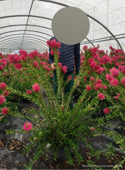 CALLISTEMON viminalis HOT PINK En pot de 15-20 litres