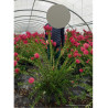 CALLISTEMON viminalis HOT PINK En pot de 15-20 litres