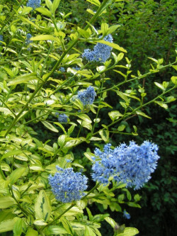 CEANOTHUS thyrsiflorus EL DORADO