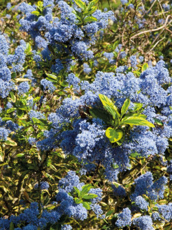 CEANOTHUS thyrsiflorus EL DORADO