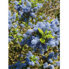 CEANOTHUS thyrsiflorus EL DORADO