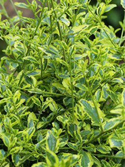 CEANOTHUS thyrsiflorus EL DORADO