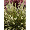 CALLUNA vulgaris BLANC