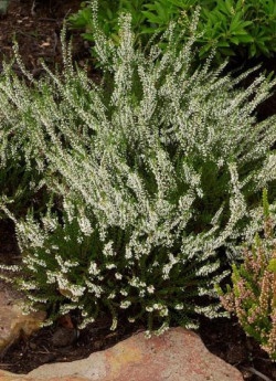 CALLUNA vulgaris BLANC