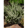 CALLUNA vulgaris BLANC