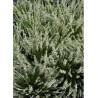 CALLUNA vulgaris BLANC