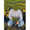 CALLUNA vulgaris BLANC En pot de 2-3 litres