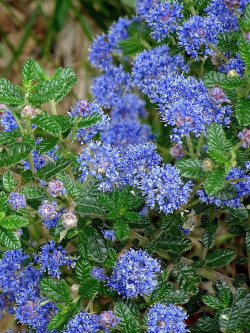 CEANOTHUS thyrsiflorus AUTUMNAL BLUE