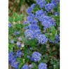 CEANOTHUS thyrsiflorus AUTUMNAL BLUE