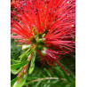 CALLISTEMON rigidus