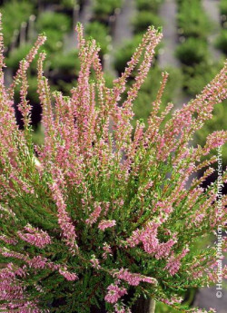 CALLUNA vulgaris ROSE