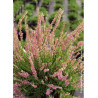CALLUNA vulgaris ROSE