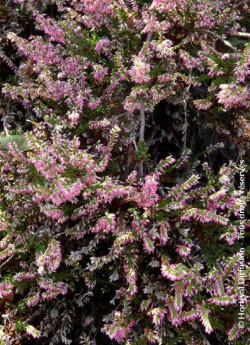 CALLUNA vulgaris ROSE