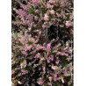 CALLUNA vulgaris ROSE