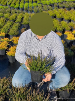 CALLUNA vulgaris ROSE En pot de 2-3 litres