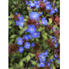 CERATOSTIGMA willmottianum