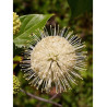 CEPHALANTHUS occidentalis