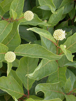 CEPHALANTHUS occidentalis