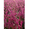 CALLUNA vulgaris ROUGE