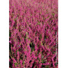 CALLUNA vulgaris ROUGE
