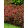 CALLUNA vulgaris ROUGE