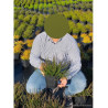 CALLUNA vulgaris ROUGE En pot de 2-3 litres
