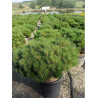 PINUS nigra PIERRICK BREGEON En pot de 25-30 litres