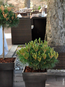 PINUS nigra PIERRICK BREGEON