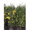 CALOCEDRUS decurrens AUREOVARIEGATA En pot de 25-30 litres