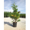 CALOCEDRUS decurrens AUREOVARIEGATA En pot de 25-30 litres