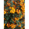 BERBERIS darwinii