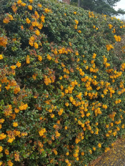BERBERIS darwinii