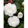 CAMELLIA japonica BLANC